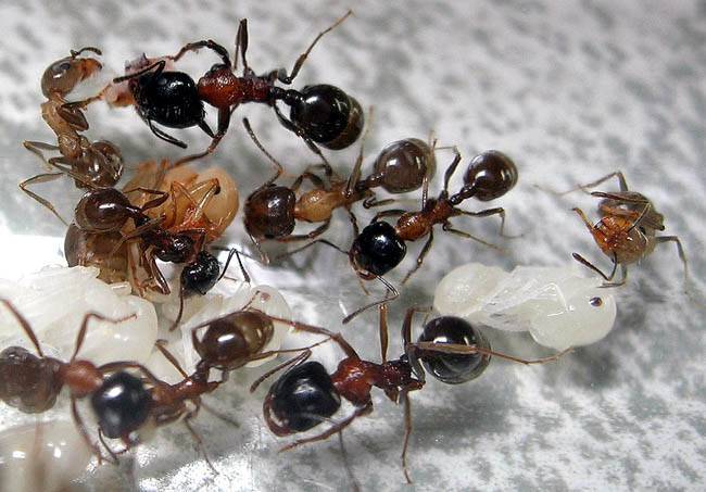 Messor structor (степные муравьи-жнецы):содержание в домашних условиях | аквариумные рыбки