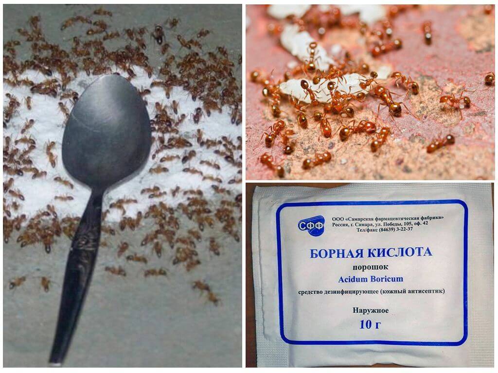 Борная кислота от муравьев в квартире: рецепты отравы, приманок, смесей и шариков с ее добавлением + фото, видео и отзывы