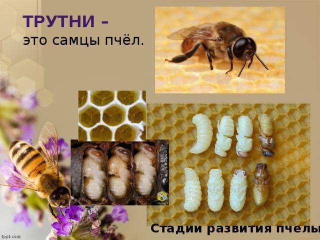 Враги пчел – список, описание, фото и видео