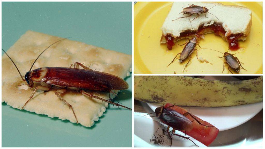 Сколько способны жить тараканы?