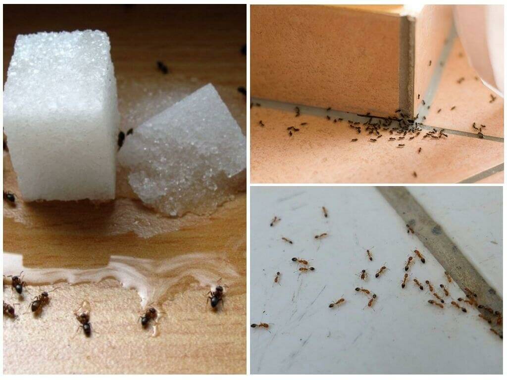 Как избавиться от муравьев на садовом участке быстро и эффективно