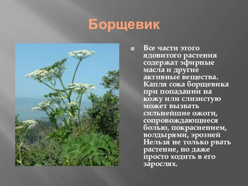 Борщевик – это ядовитое растение или нет