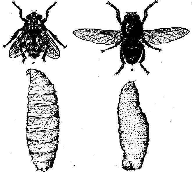 Капустная муха — методы борьбы с ней. личинки, фото мухи, и народные средства