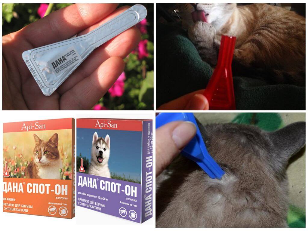 Отравление кошек и собак средствами от блох