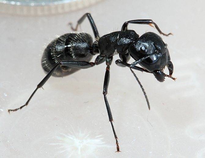 Как избавиться от чёрных муравьёв в доме или квартире, в саду и огороде
