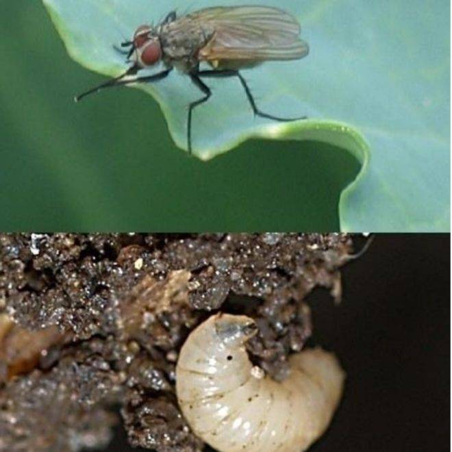 Капустная муха - самые эффектинвые способы борьбы с вредителем