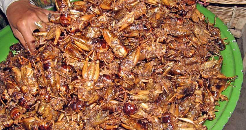 Чем питаются тараканы в квартире