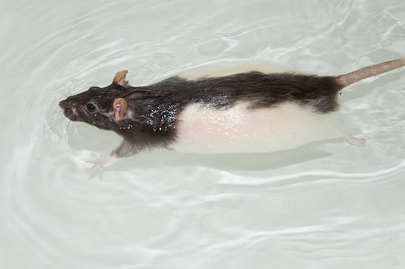 Домовые мыши: описание и фото. кусается ли домовая мышь? как избавиться от домовых мышей