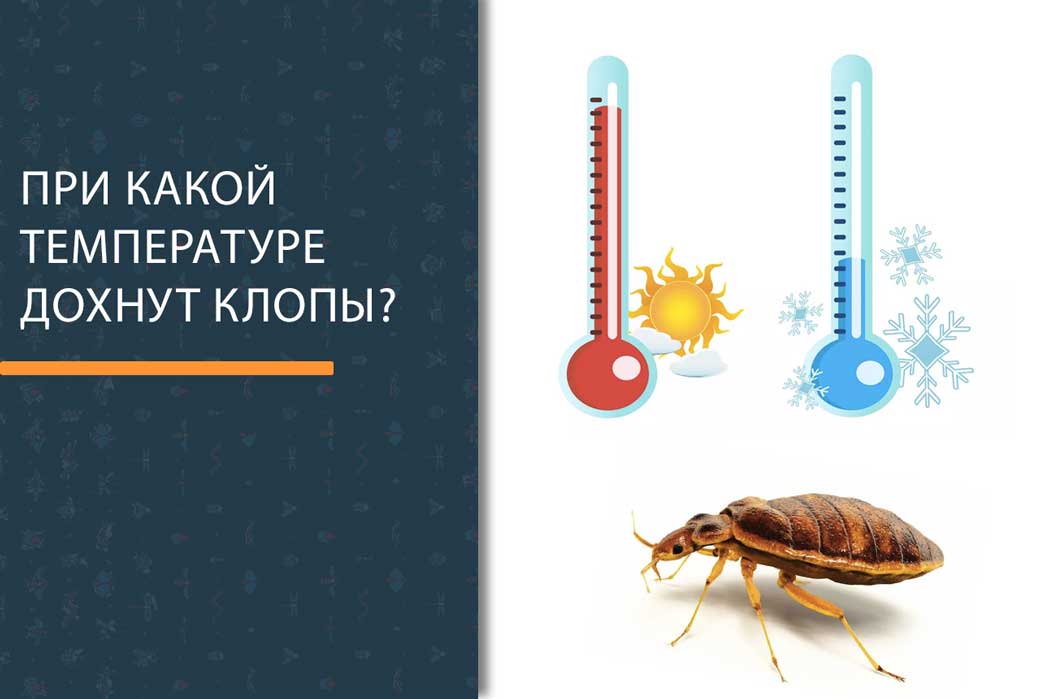 При какой температуре умирают тараканы и какую могут выдержать?