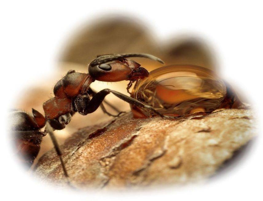 К чему снятся муравьи во сне женщине: замужней, незамужней, беременной, девушке, в доме, на теле