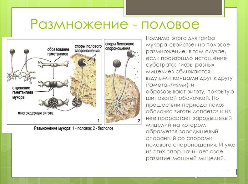 Гриб мукор ℹ️ строение плесневого гриба, как выглядит под микроскопом, особенности размножения и питания, значение в природе, использование человеком, опасность плесени