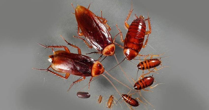 Как быстро размножаются домашние тараканы. размножение тараканов | дачная жизнь