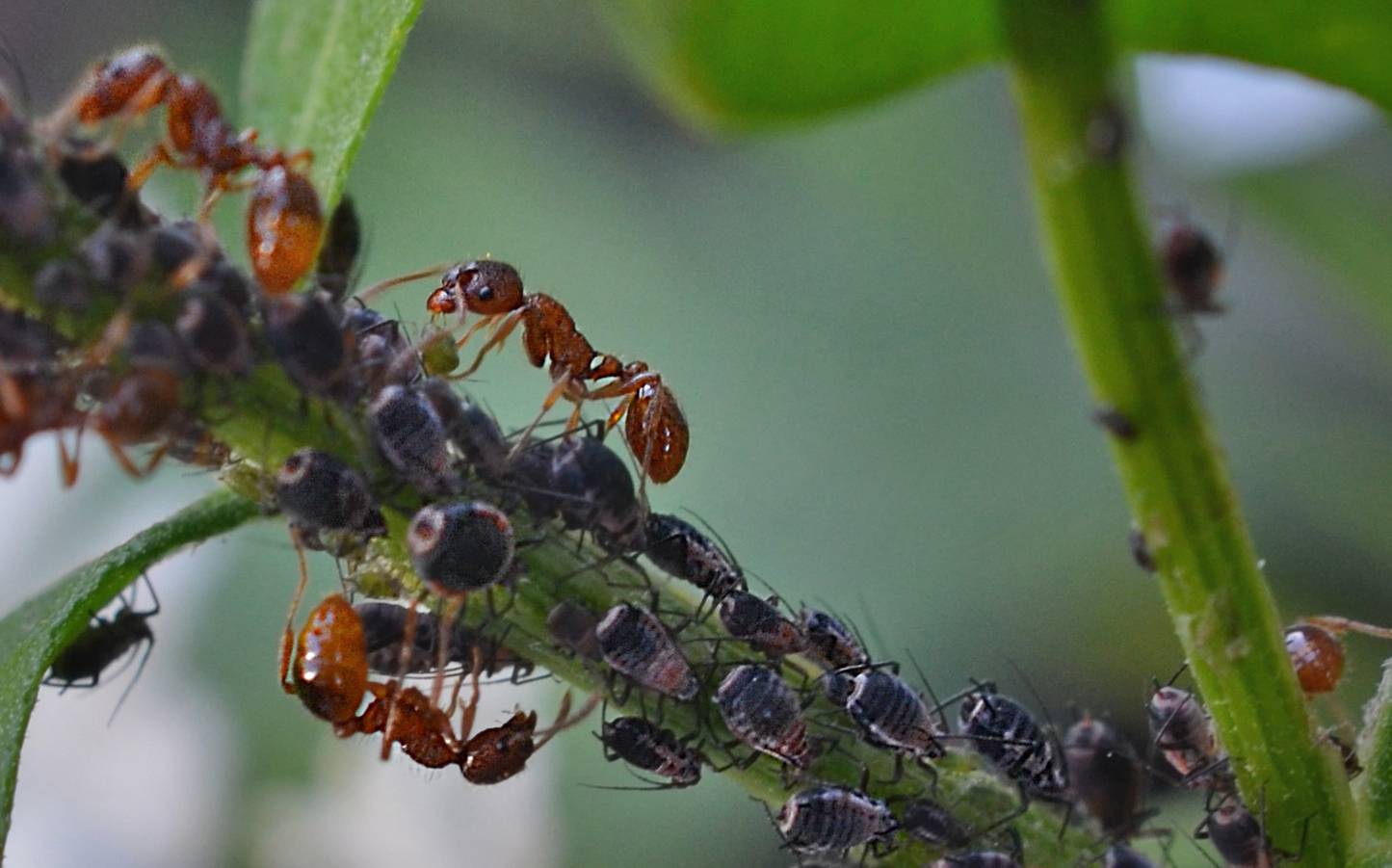 Симбиоз или дружба муравьев и тли