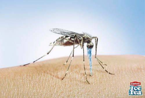 Сезон открыт: как борются с комарами в разных странах