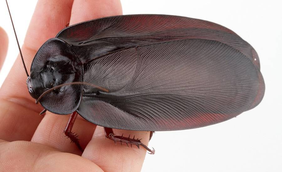 Летающие тараканы - правда это или нет?