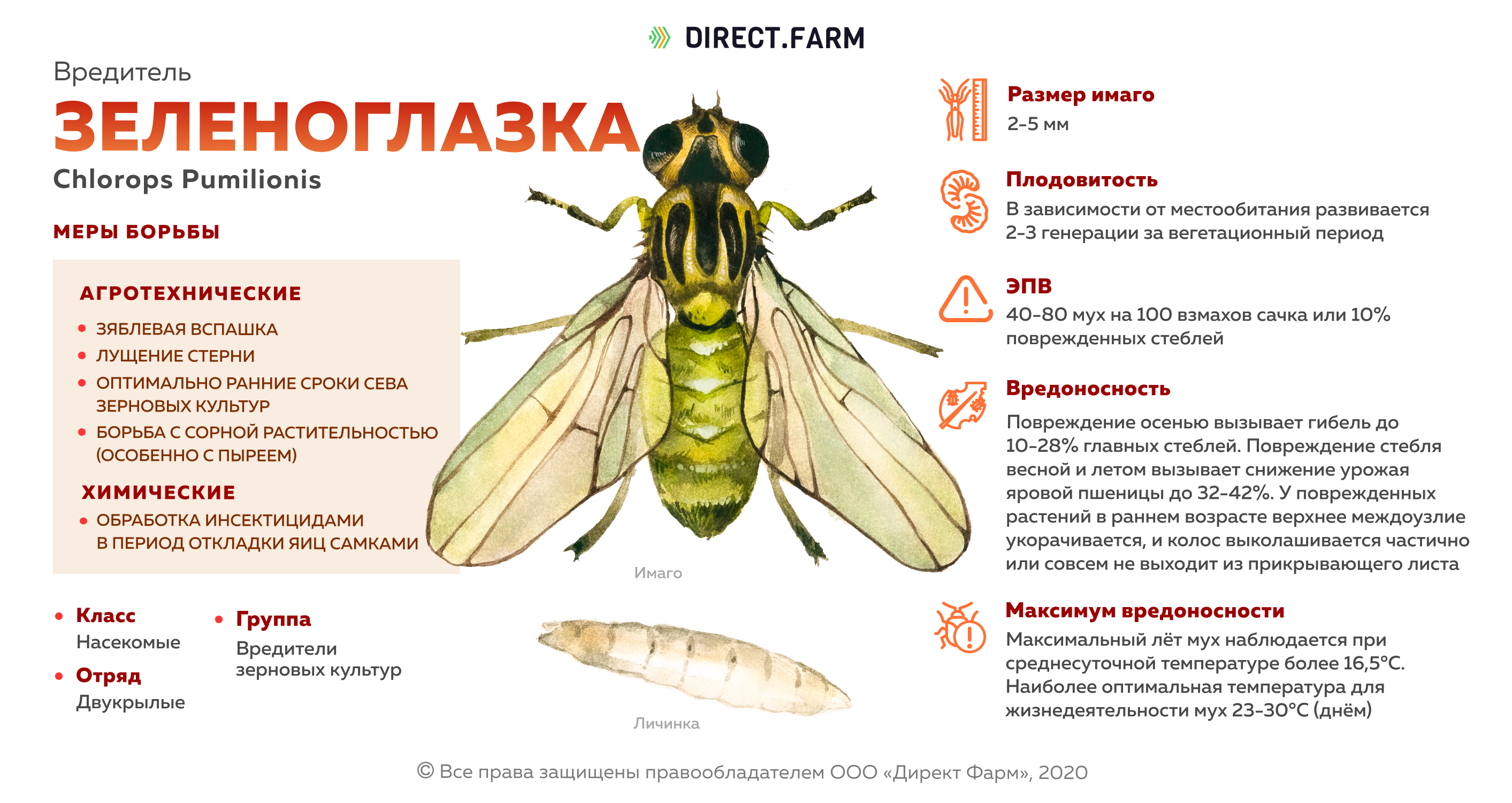 Муха — как выглядит, места обитания, основные подвиды, стадии рзможения + 82 фото