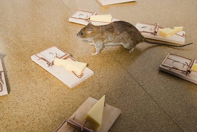Средства от крыс и мышей в доме и квартире