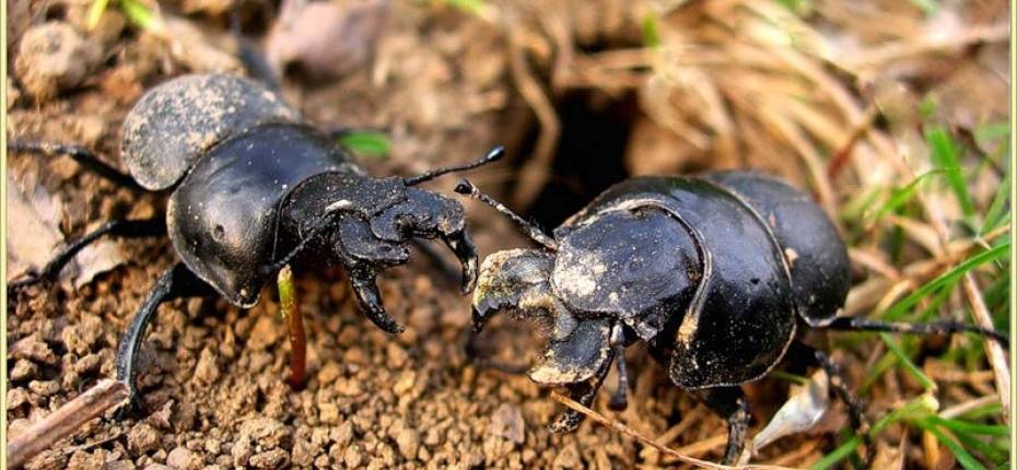 Капровый жук: выявляем вредителя и боремся с ним