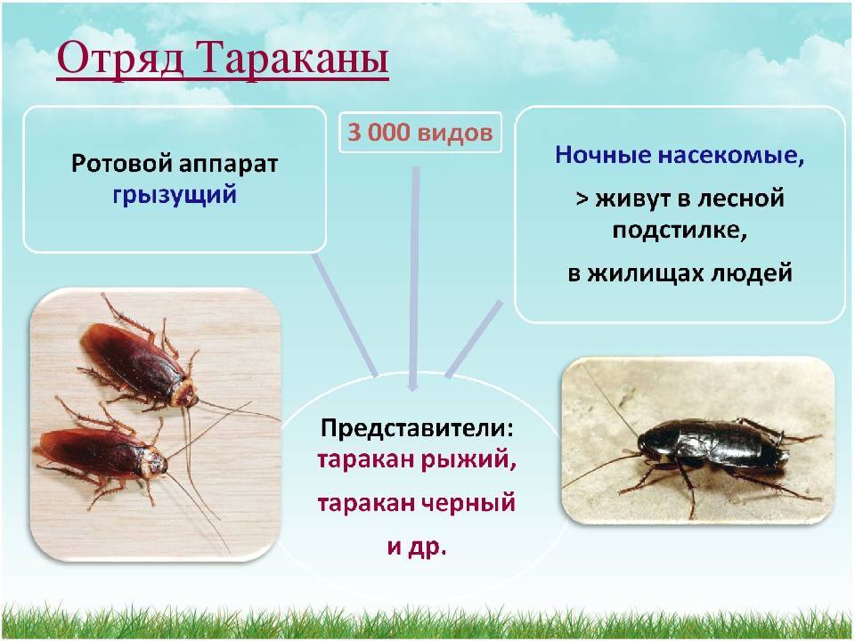 Виды тараканов: как выглядят, избавиться