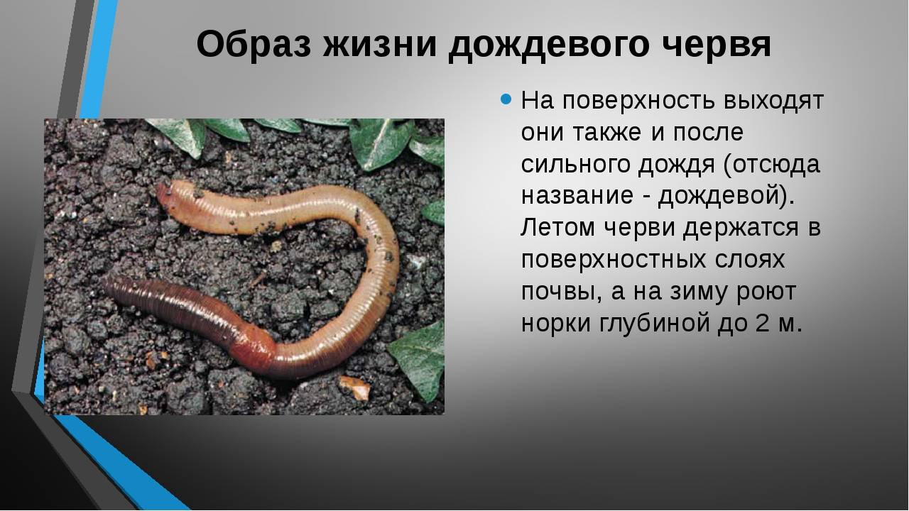 Дождевой червь: образ жизни, среда обитания и польза для почвы