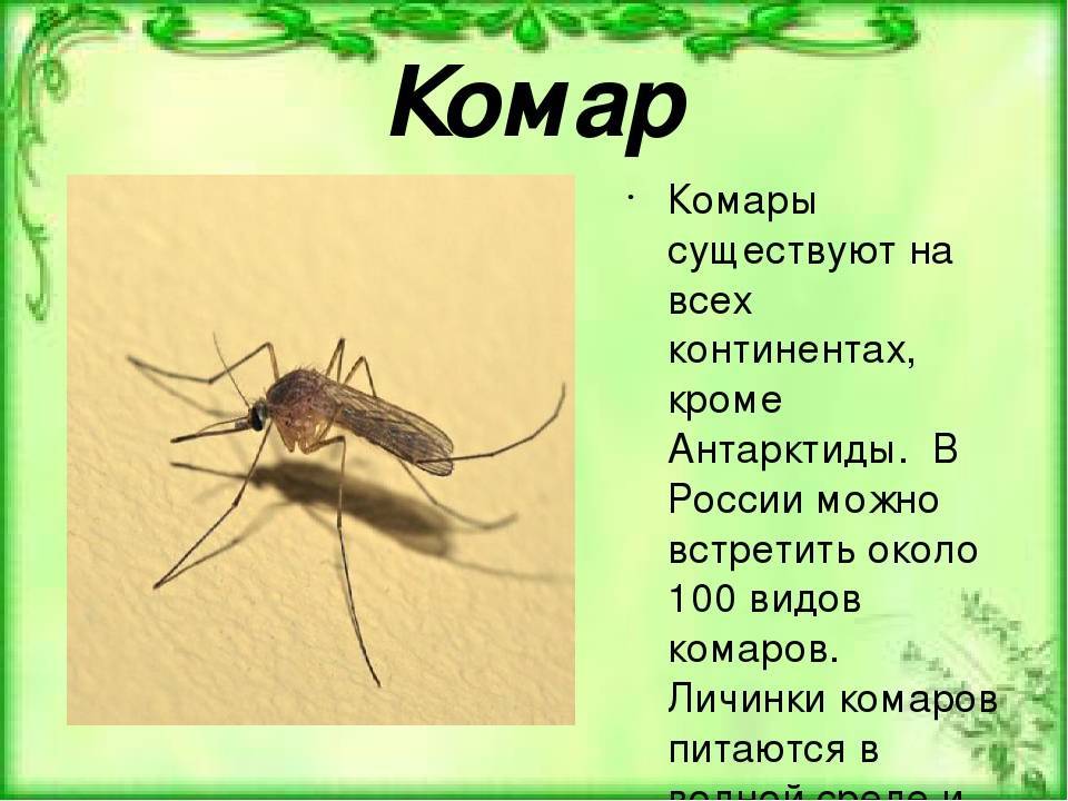Развитие и среда обитания личинок комаров