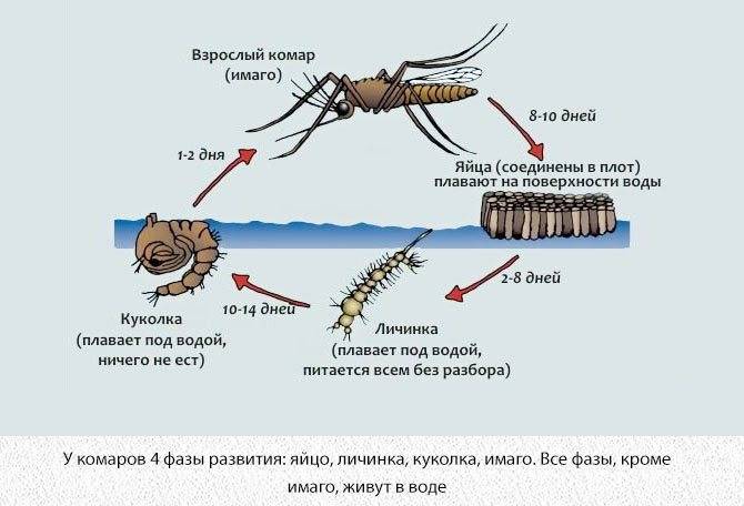 Название и описание большых комаров с длинными ногами