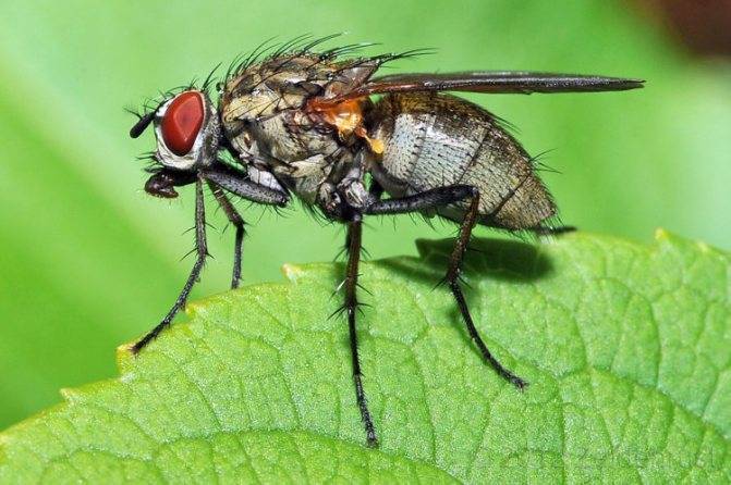 Почему мухи трут свои лапки друг о друга?