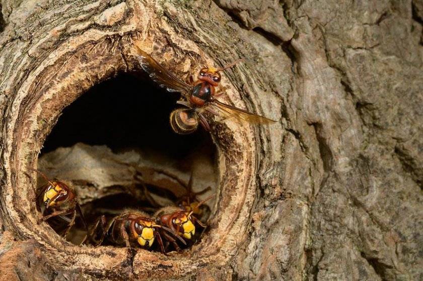 Где зимуют осы и шершни и почему осенью их гнезда пустеют
