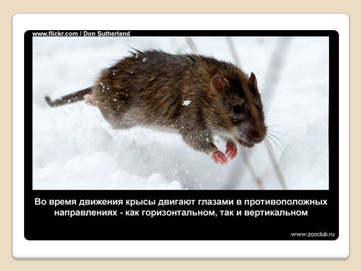 Интересные факты и сведения о крысах