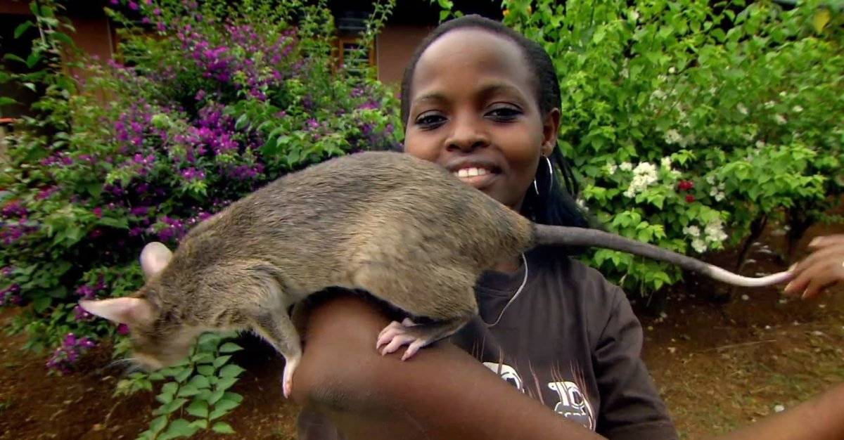 Самая гигантская крыса, насколько большой может быть (максимальный размер)?