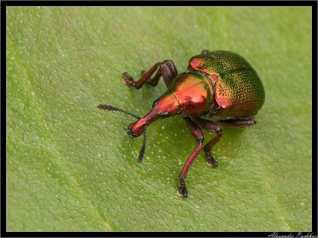 Трубковерт – жук с уникальными способностями