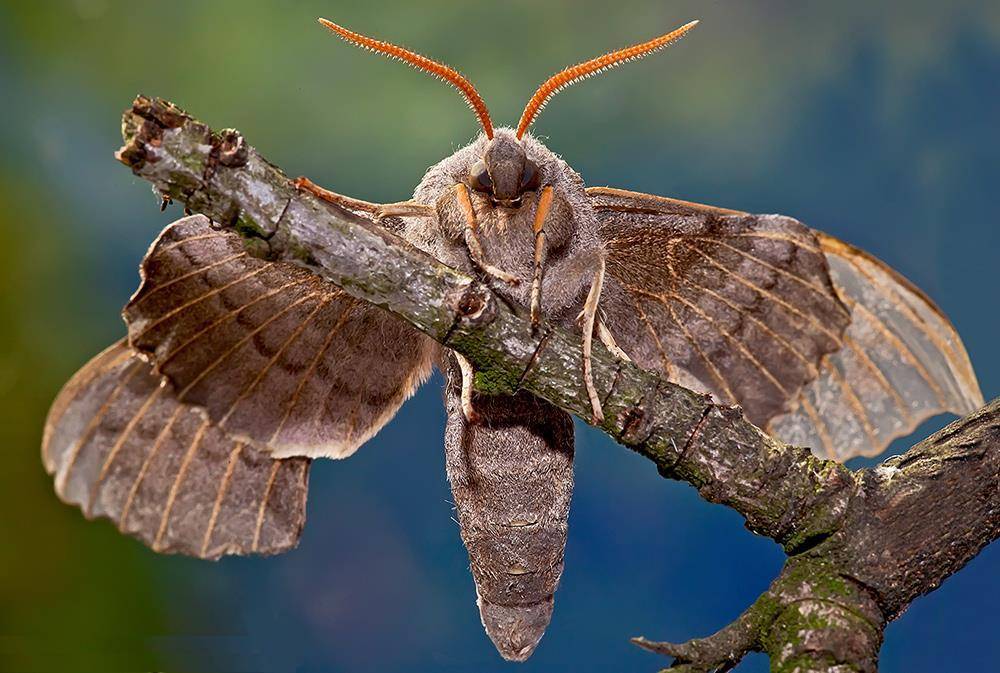 Бражник тополевый – ночная бабочка, которая не ест