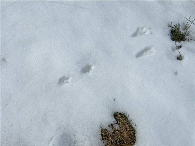Следы мышей на снегу - сорнякам нет