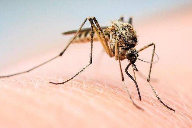 Какую группу крови любят комары