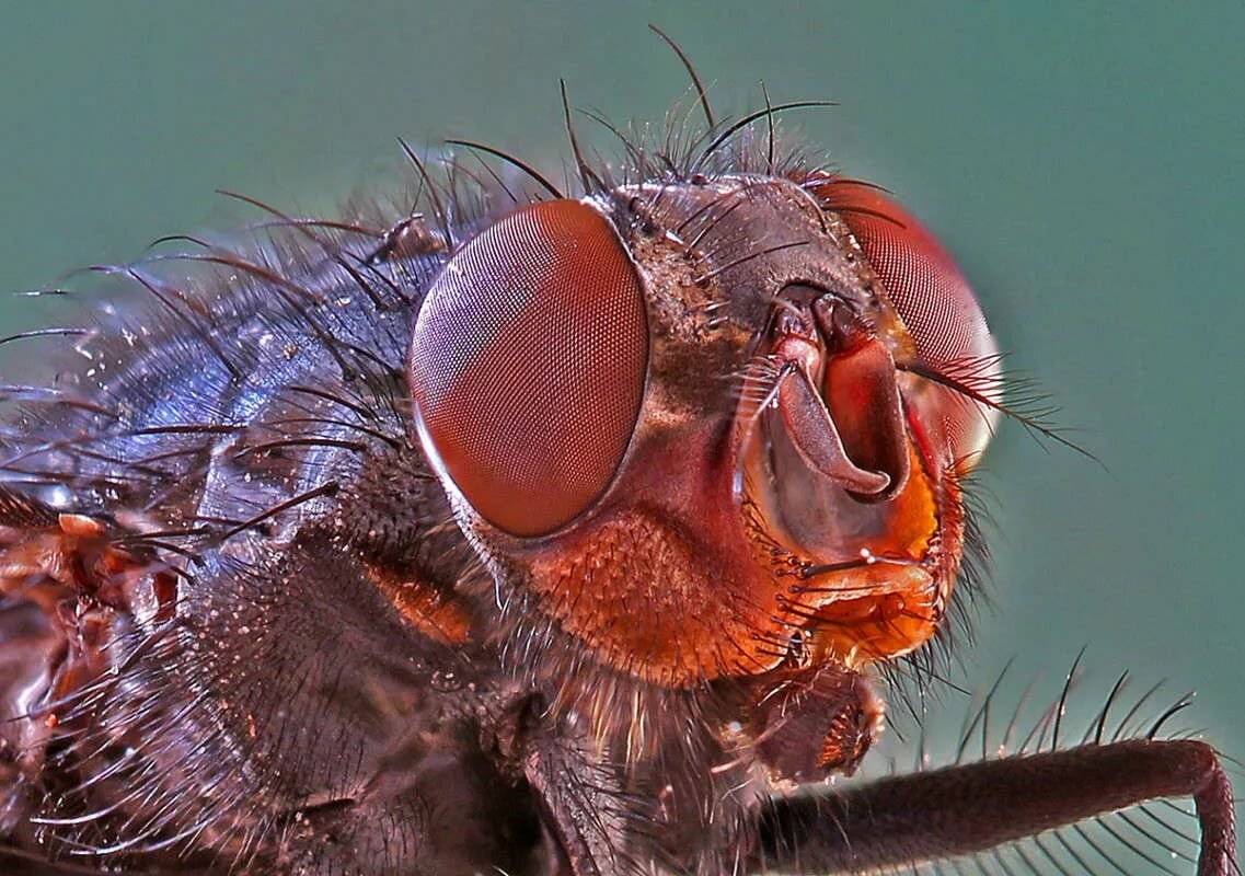 Сколько живёт муха обыкновенная в квартире? её строение и особенности размножения.