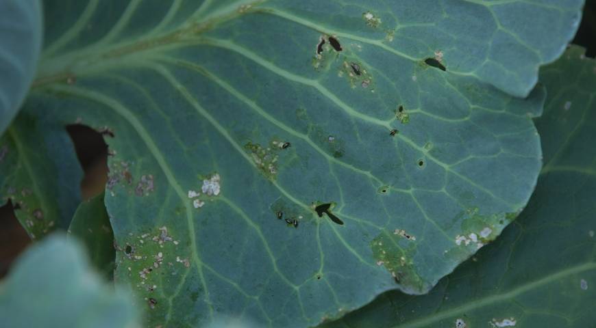 Болезни и вредители капусты: фото, описание, чем можно обработать растения в открытом грунте