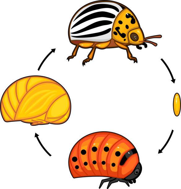 Развитие колорадского жука от личинки до взрослого в картинках