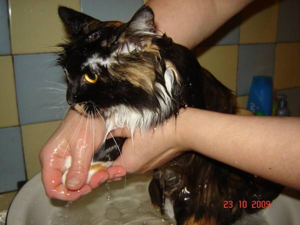Дегтярное мыло от блох у кошек и собак