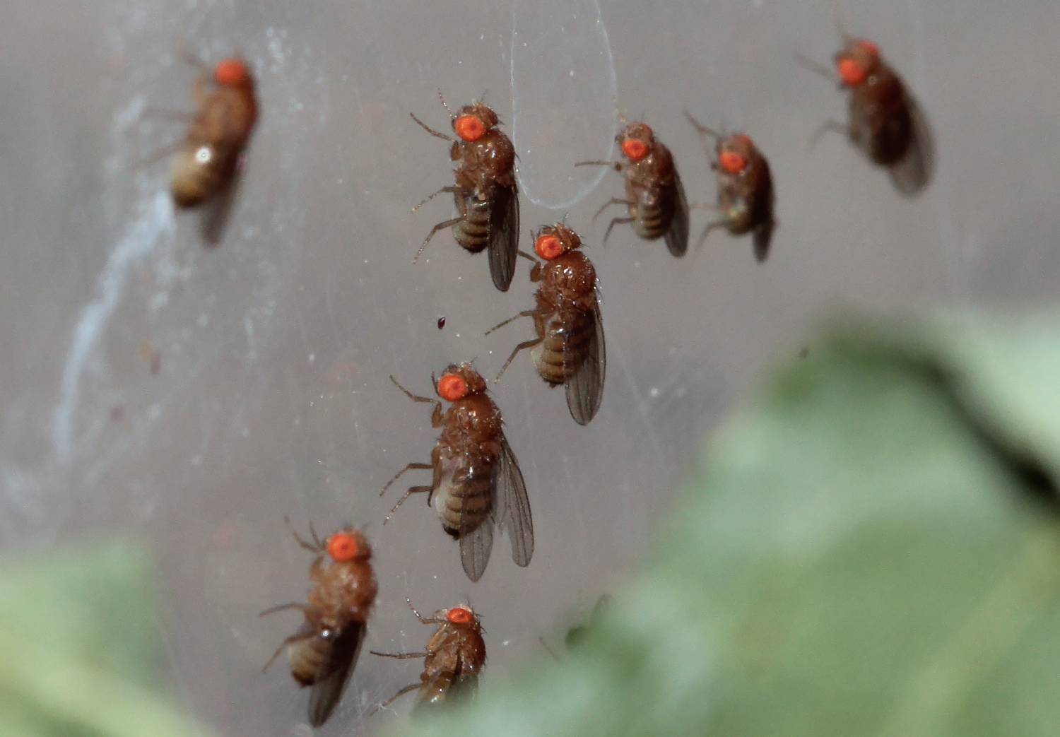 Как размножаются мухи – читайте!