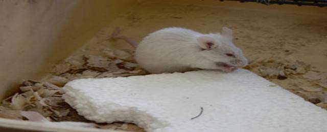Утеплитель, который не будут грызть мыши и крысы: обзор материалов, характеристики и способы защиты от грызунов