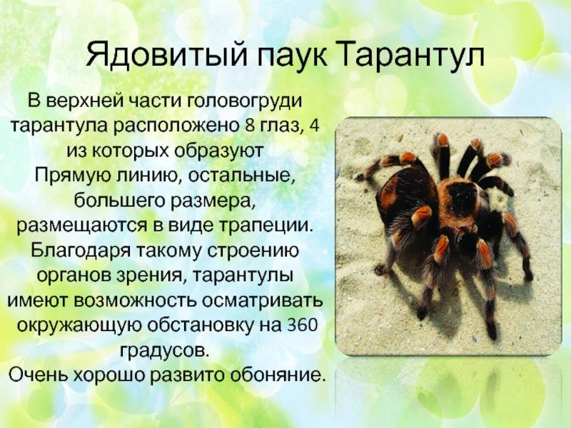 Пауки-птицееды
