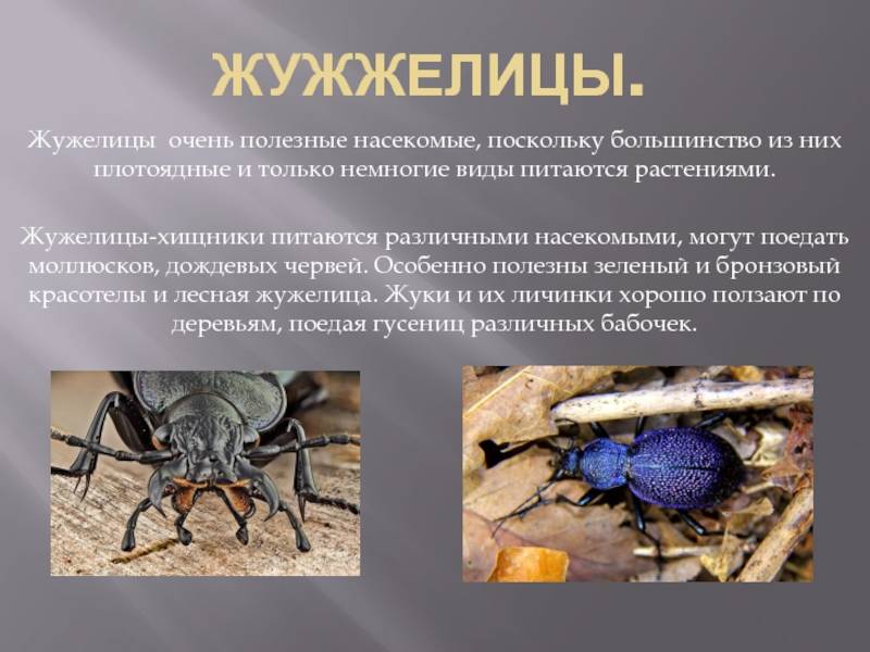 Жужелица – виды, описание насекомого, фото, образ жизни и среда обитания