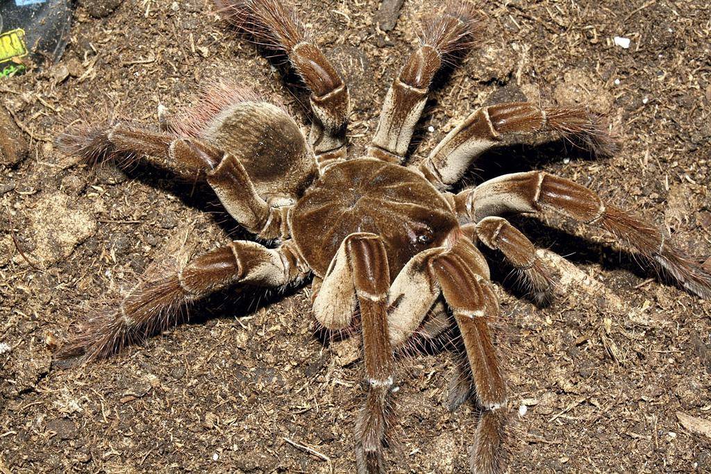 ​топ 12 самых больших  пауков  в мире — общенет