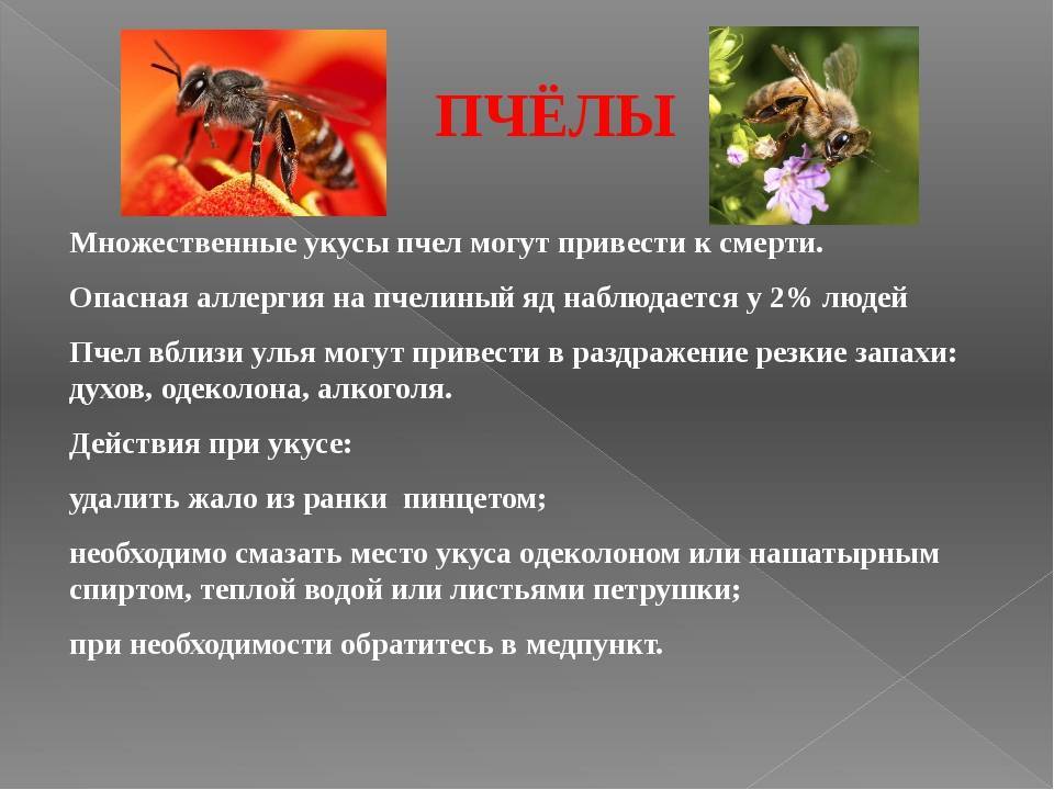 Укус пчелы - яд пчелы (польза и вред)