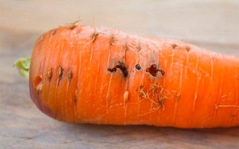 Советы огородникам: чем обработать морковь от морковной мухи и как предупредить появление насекомого?