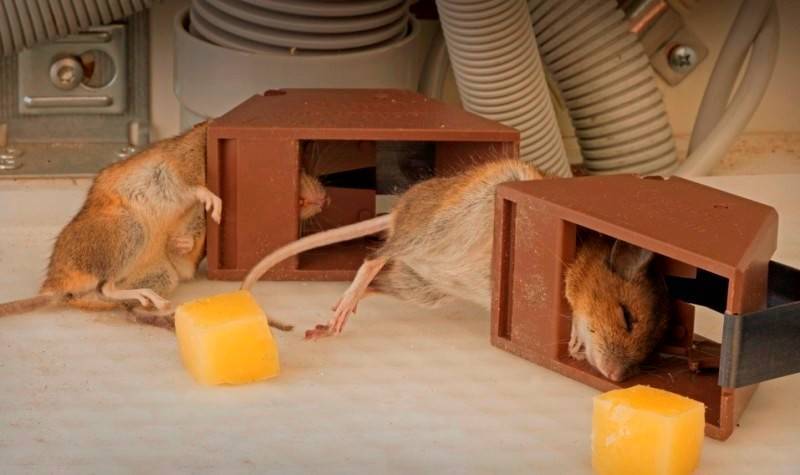 Как поймать крысу в доме: самодельный способ электрической крысоловки