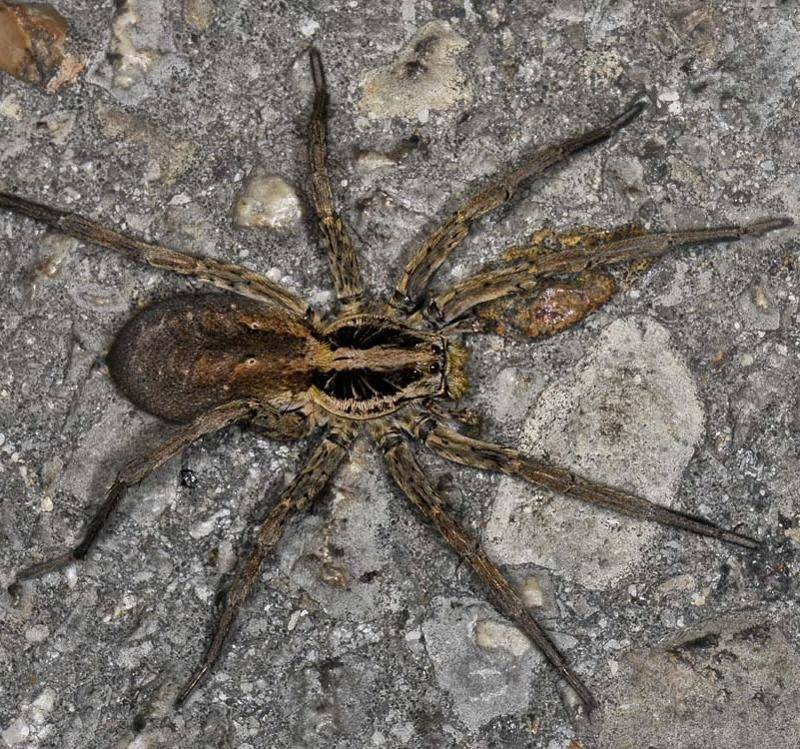 Тарантул крымский паук фото и описание