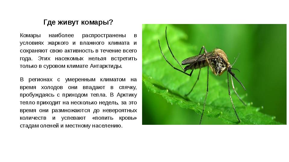 Виды комаров и места обитания