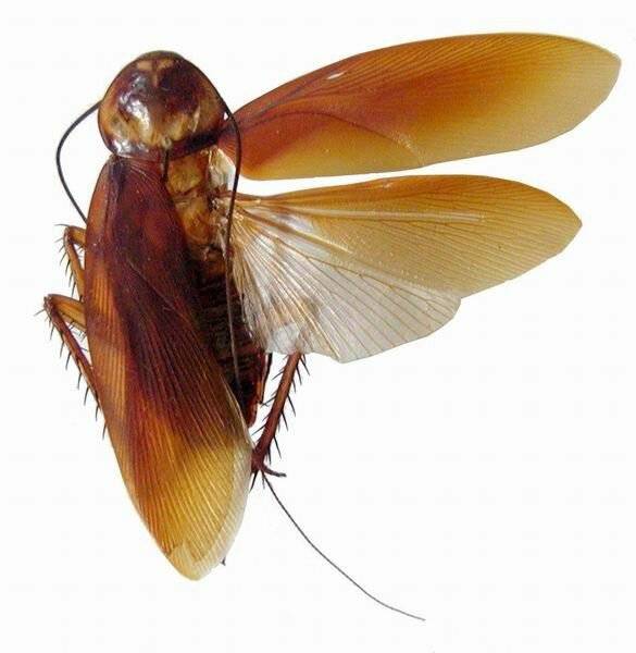 Летающие тараканы как избавиться