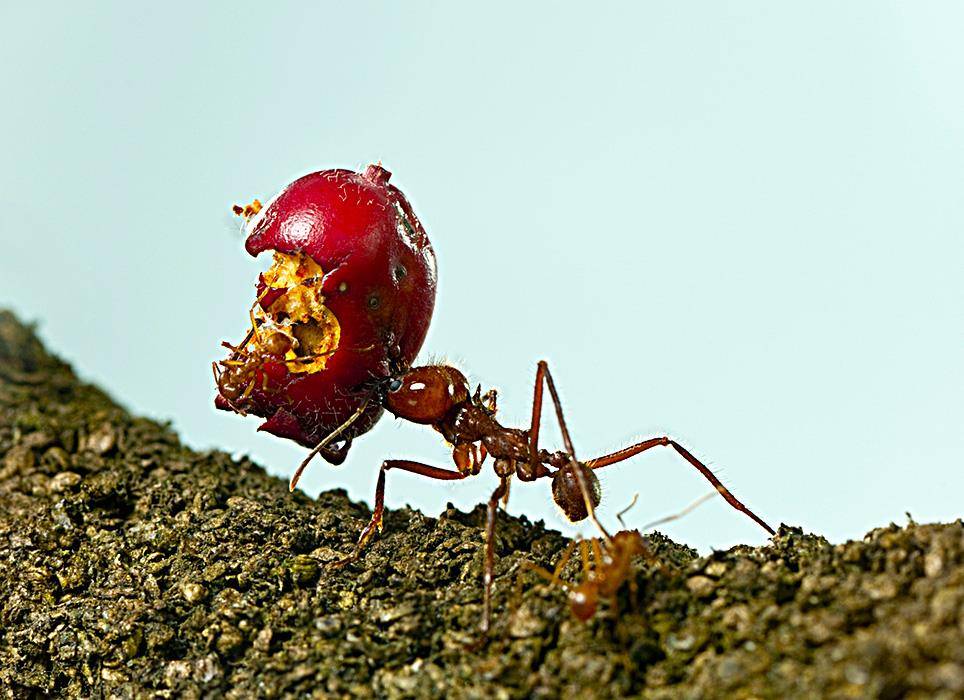 Сколько весит муравей: какой груз может поднять и почему муравьи такие сильные?
